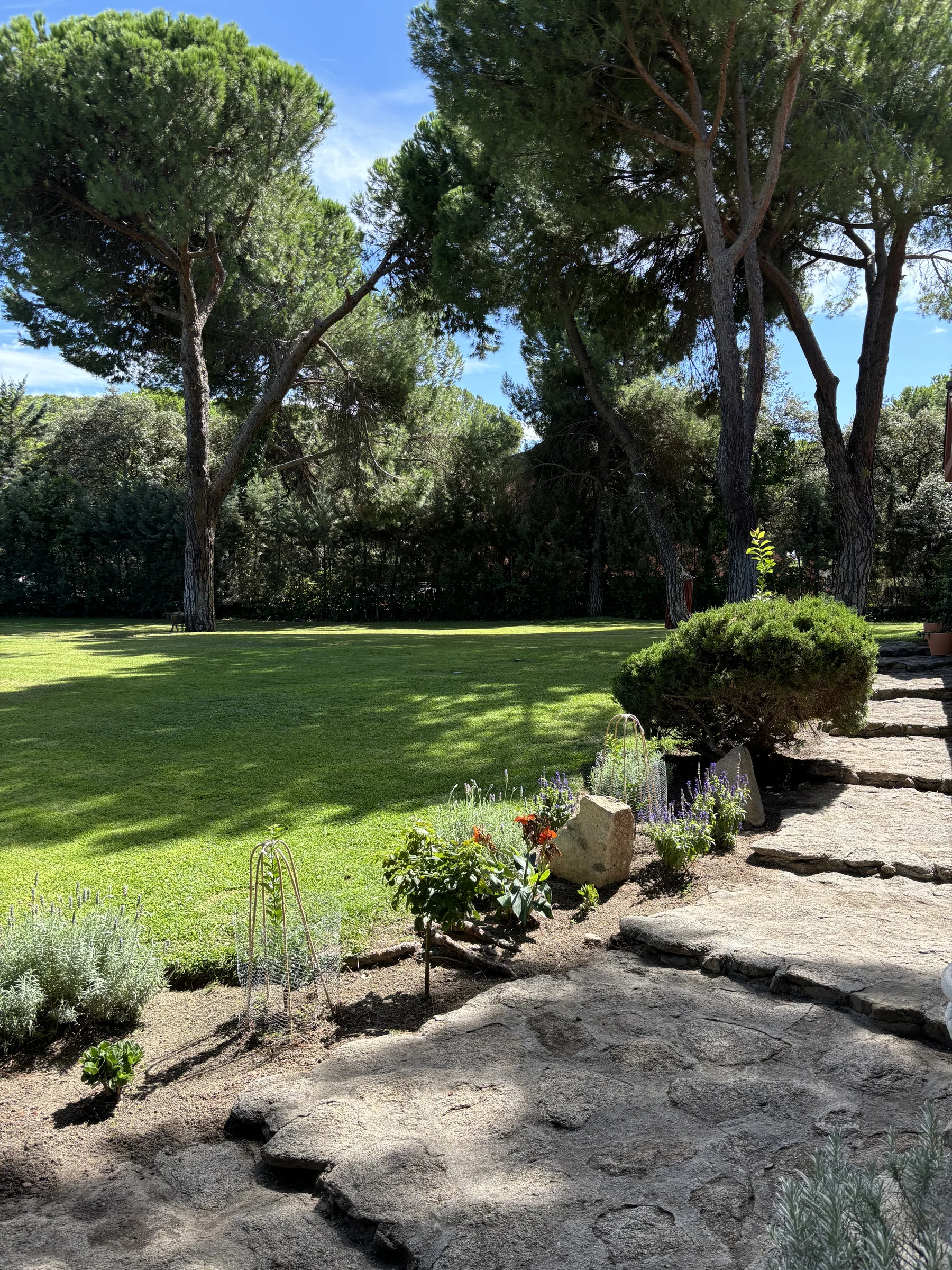 Jardín con césped amplio, pinos y sendero de piedra